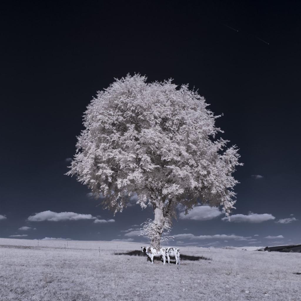 The Negative Tree